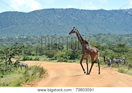 Giraffe