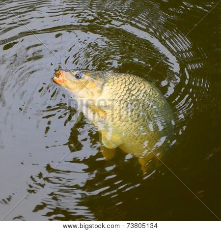 Fishing catch. The Common Carp ( Cyprinus Carpio ). In Central Europe ( Poland and Czech Republic ), fish is a traditional part of a Christmas Eve dinner. 