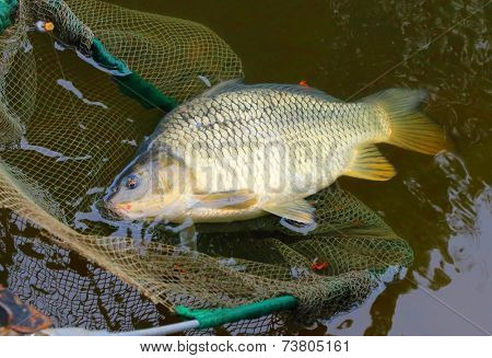 Fishing catch. The Common Carp ( Cyprinus Carpio ). In Central Europe ( Poland and Czech Republic ), fish is a traditional part of a Christmas Eve dinner. 
