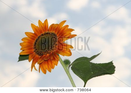 Girasol