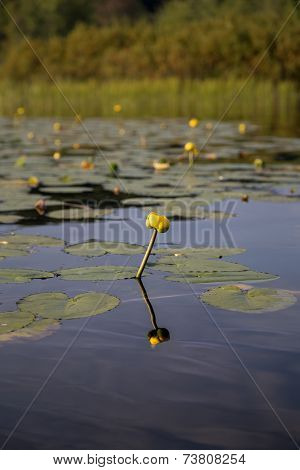 Yellow flower from water lily