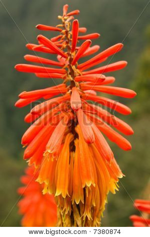 Trópusi virág, Kolumbia