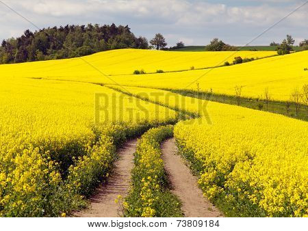 Field Of Rapeseed (brassica Napus)