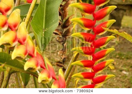 Trópusi növény, Kolumbia