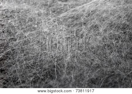 Spider Web Texture background