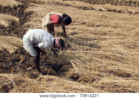 BAIDYAPUR, INDIA - DEC 02: An unidentified farmer havesting rice on rice field on Dec 02, 2012 in Baidyapur, West Bengal, India. This is partly the work of farmers in Bengal.