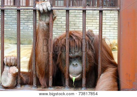 Orangutan in a cage