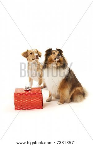 Dogs with christmas present. 