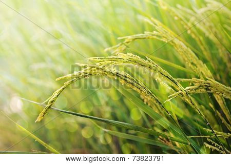 Rice Field