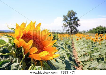 France - Mornas - Tournesols