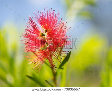 Spring Bloom Australian Callistemon Captain Cook