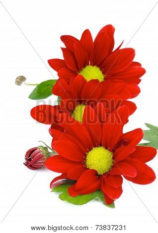 Red Daisy