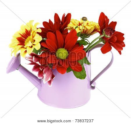 Daisy Bunch