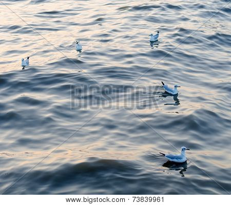 Seagull Is A Bird Migration To Samuthprakharn, Thailand