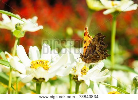 Butterfly On A Flower