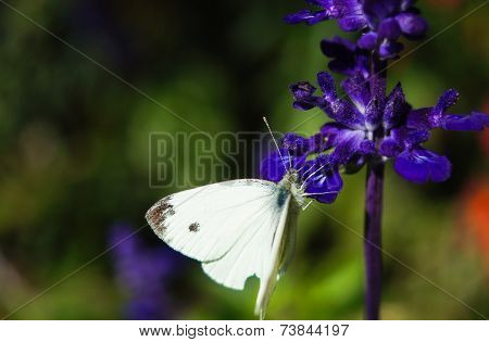 White Butterfly On A Blue Flower