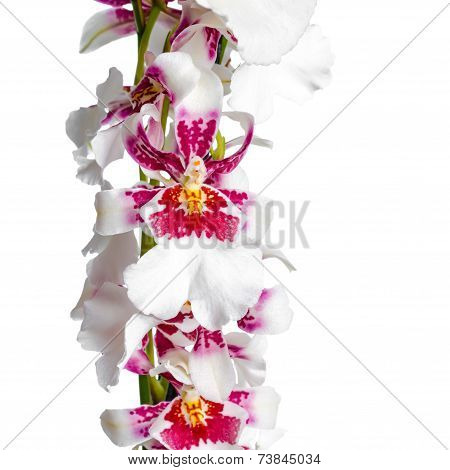 Blooming Beautiful Branch Of Dark Cherry With White Orchid Flower, Cambria Is Isolated On White Back