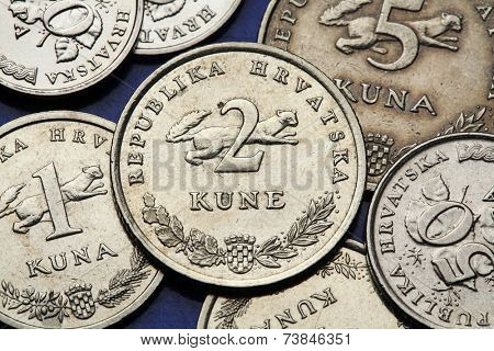 Coins of Croatia. Croatian national coat of arms and marten (Martes martes) depicted in the Croatian two kuna coin.