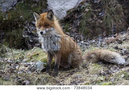european red fox