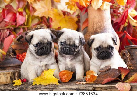 pug puppy