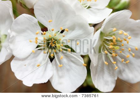 Cherry blossom