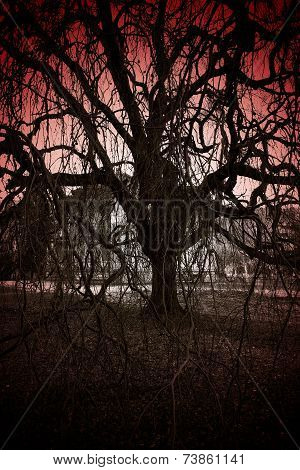 Scary Tree
