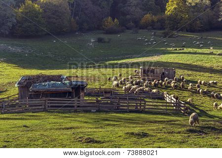 Sheepfold And Grazing Sheep Flock