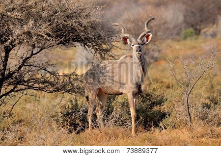 Greater Kudu Bull