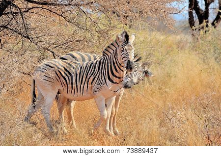 Zebras Playing