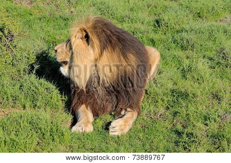 Kalahari Lion Showing Mane