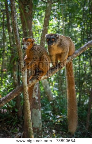 Brown Lemur Of Madagascar