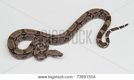 snake