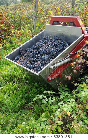 pickup truck full of bunches of grapes