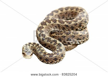 Meadow Viper Isolated Over White