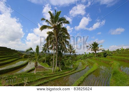 Rice terraces in Jatiluwih, Bail