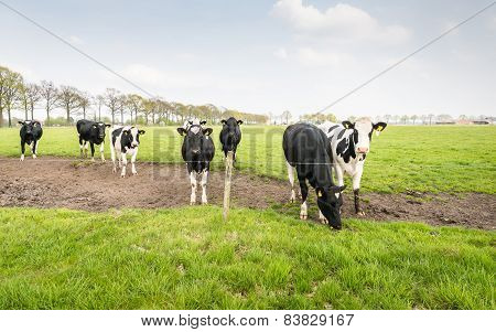 Black And White Cows In The Meadow