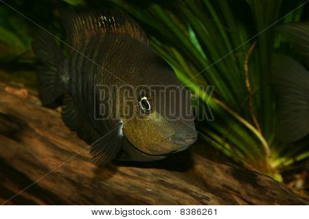 Blue Eyed pielęgnic (Cryptoheros spilurus)