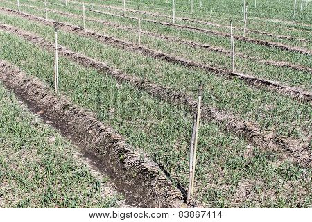 Garlic Sprouts Farm