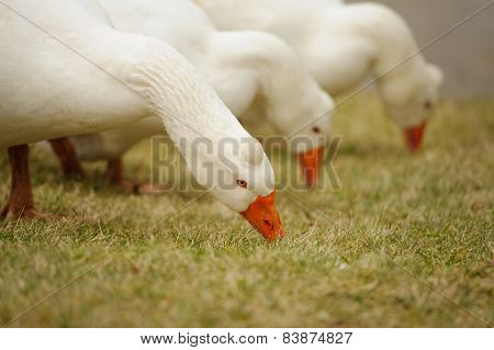 Group Of White Gooses