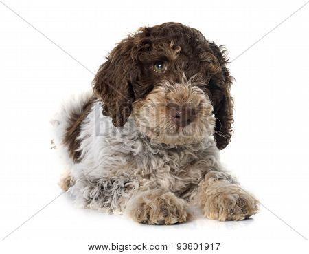 Romagna Water Dog