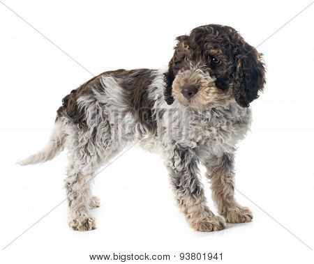 Romagna Water Dog
