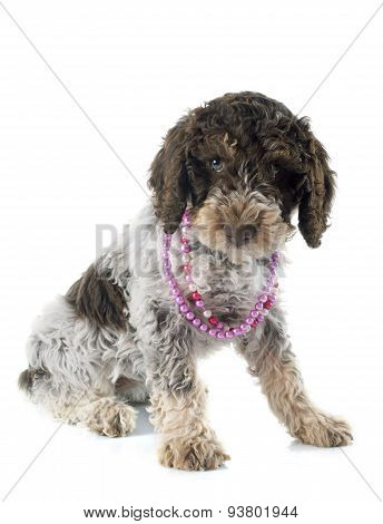 Romagna Water Dog