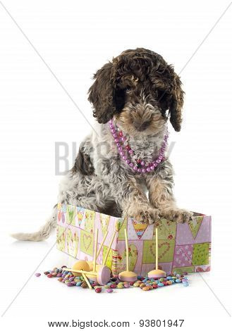 Romagna Water Dog