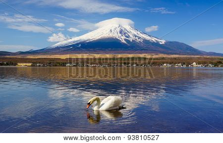 White Swan With Mount Fuji At Yamanaka Lake, Yamanashi, Japan