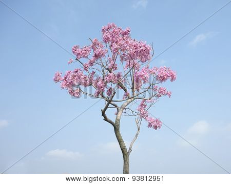 Tabebuia chrysotricha pink flowers blossom in spring
