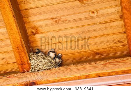 Swallow Baby Birds In Nest