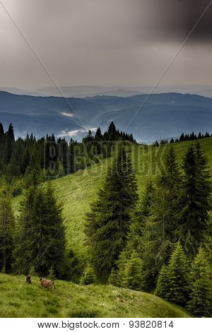 foggy hills. Bucegi mountaiin hills