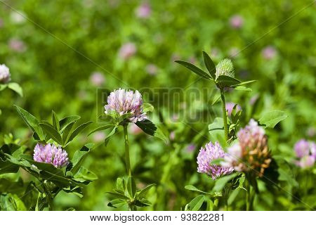 clover flowers
