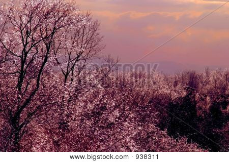Frostigen Barsch