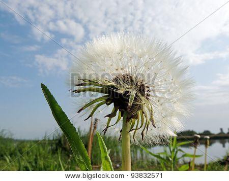 Dandelion Against The Cloudy Sky